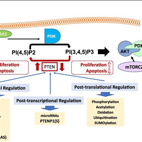 Pten Protein Structure And Sites Of Post Translational Modification