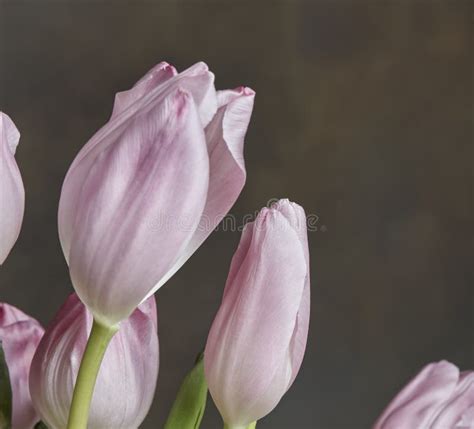 Light Pink Tulips stock photo. Image of plant, light - 107816796