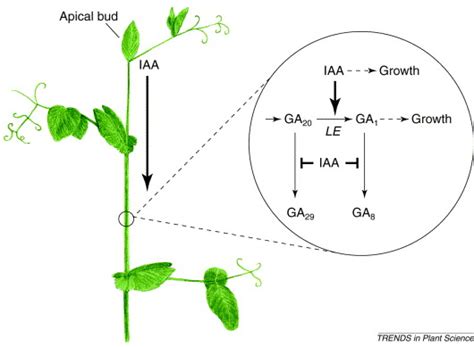 New Interactions Between Classical Plant Hormones Trends In Plant Science