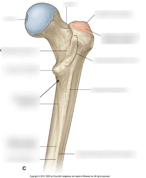 Diagram Of Proximal Femur Quizlet