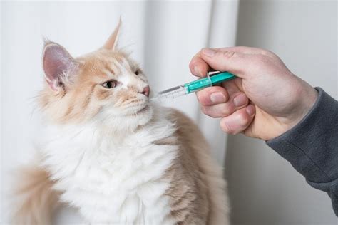 Cuánto tarda en hacer efecto un laxante para gatos Lo que necesitas