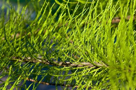 Cypress Tree Leaves Close-up Stock Photo - Image of photograph, natural ...