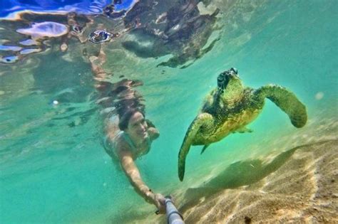 Waikiki to Northshore with snorkeling with the turtels - Hawaii Turtle ...