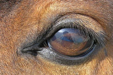 Equine Vision Wikipedia Horse Facts Horse Pictures Beautiful Horses