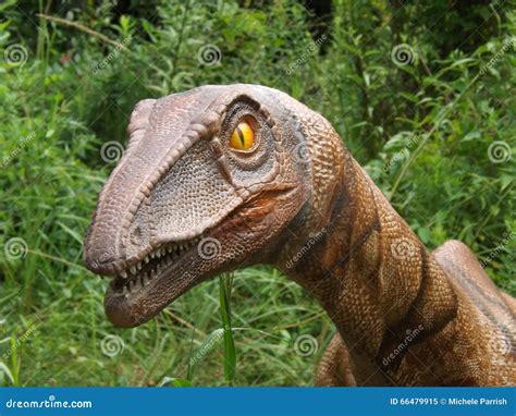 Coelophysis Dinosaur Stock Image Image Of Dinosaur Birmingham 66479915