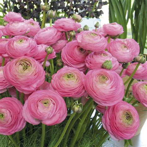 Ranunculus Rose Stunning Double Flowers Greenhouse Or Gardens