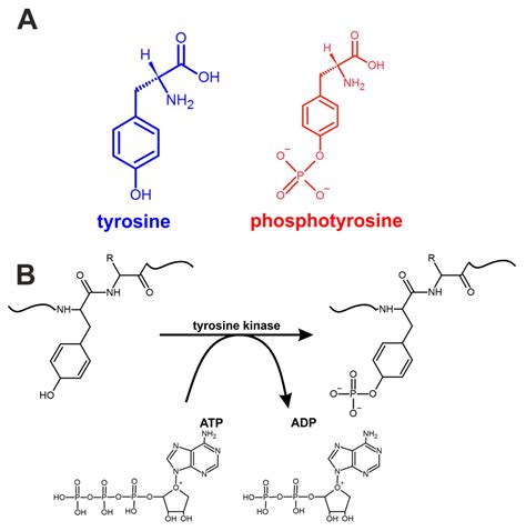 List 97+ Pictures Tyrosine Is The Precursor For The Synthesis Of Superb