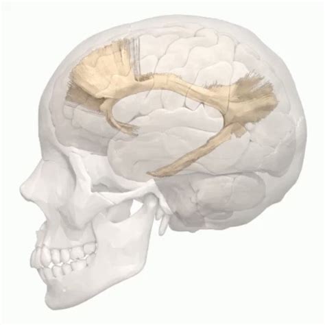 Neurociencia Colombia on Twitter El fascículo del cíngulo es un haz