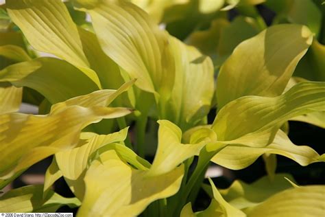 Hosta Sun Power Pépinière Cramer Inc