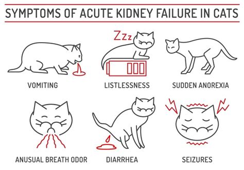 Symptoms of acute kidney failure in cats Vector Image