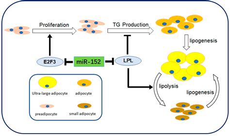 Molecules Free Full Text Mir 152 Regulates 3t3 L1 Preadipocyte