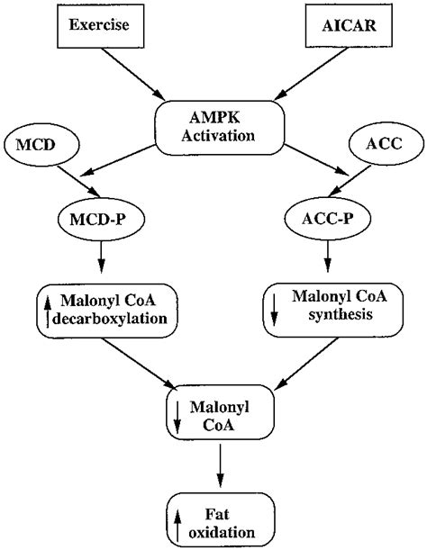 Effect Of AICAR On Immunoprecipitable Malonyl CoA Decarboxylase