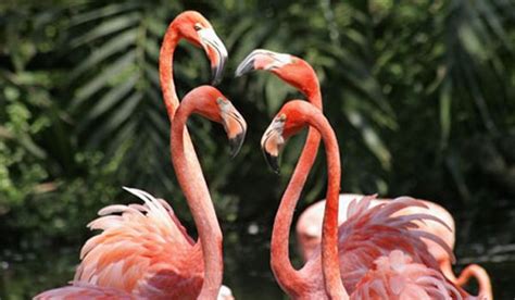 Why Are Flamingos Pink? | Live Science