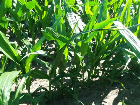 Twisted Whorl Syndrome In Corn Panhandle Agriculture