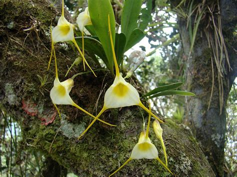 Naturdetektive F R Kinder Naturdetektive De Epiphyten