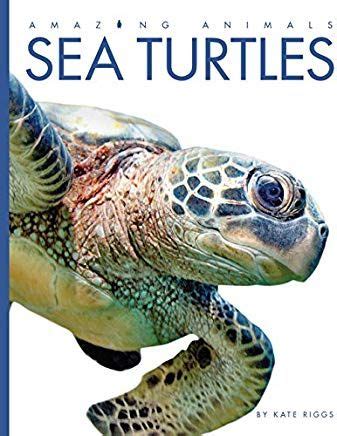 Amazon Sea Turtles Kate Riggs Books Sea Turtle Sea Turtle Art