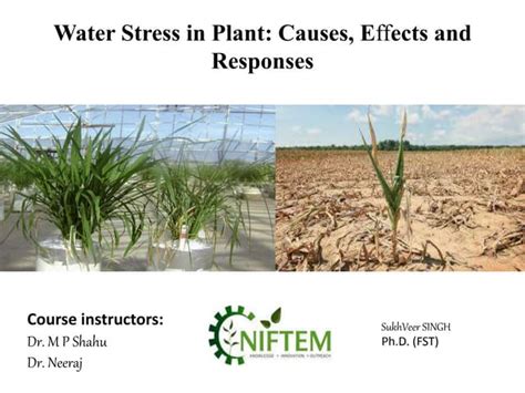 Water Stress In Plant Causes Effects And Responses Ppt