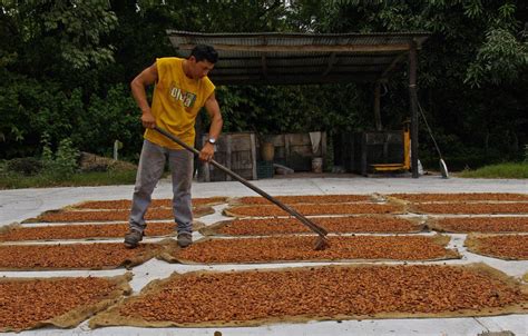 MÉtodos De Secado De Cacao ~ Poscosecha Cacao