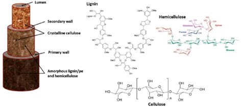 Schematic representation of the fibrillar structure of... | Download ...