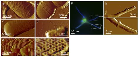 Application Of Atomic Force Microscopy Afm In Biology Creative