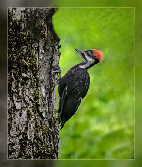 Pilated Woodpecker So Thrilled To See And Photograph My Fi Stephen