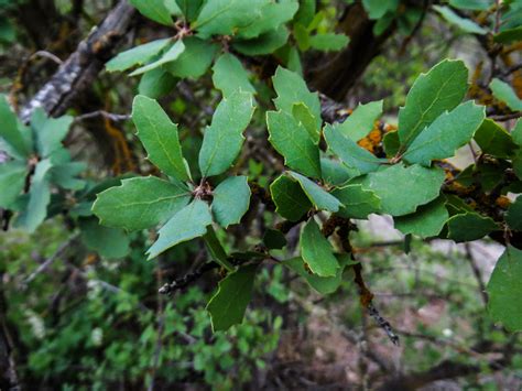 Quercus Berberidifolia Calflora