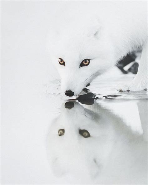 Arctic Fox Raposa Do ártico Animais Silvestres E Animais