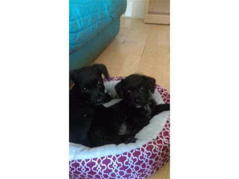 Chi-poo puppies for adoption Ocala - Puppies for Sale Near Me