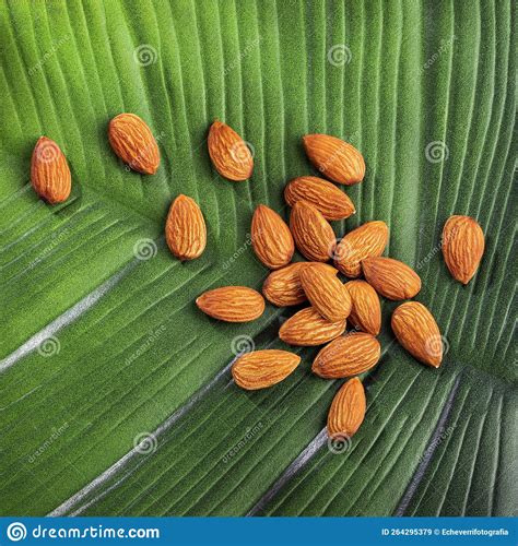 Prunus Dulcis Almonds Loosely Placed On The Green Leaf Of The Plant