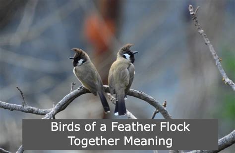 Birds Of A Feather Flock Together The Power Of Shared Traits In