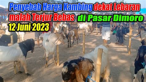 Info Terbaru Harga Kambing TERJUN BEBAS Mendekati Lebaran Di Pasar