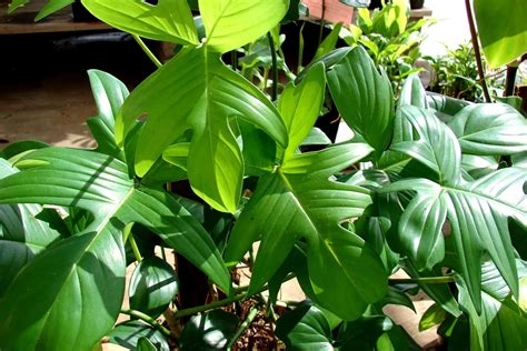 Philodendron Squamiferum Complete Care Plantly