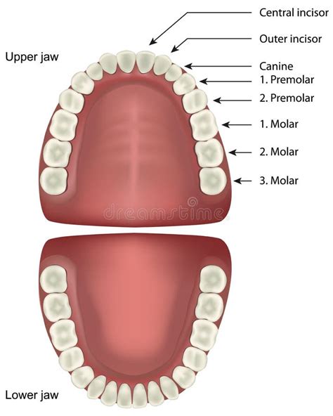 Anatomía De Los Dientes Ilustración Del Vector Ilustración De Humano