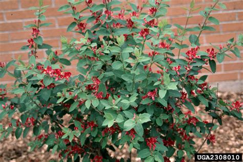 Tatarian Honeysuckle Lonicera Tatarica