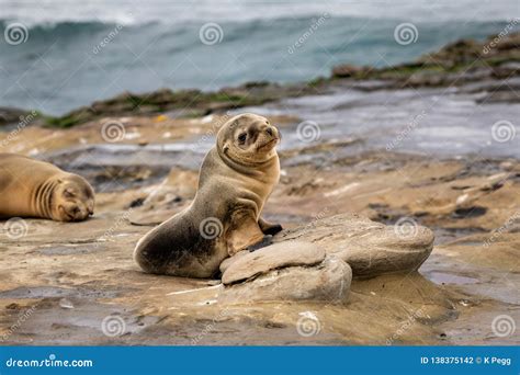 Baby Sea Lion Pup Sitting On The Rocks La Jolla San Diego