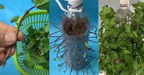 Cultiva Menta Fresca Con Botellas De Pl Stico Recicladas Un Proyecto