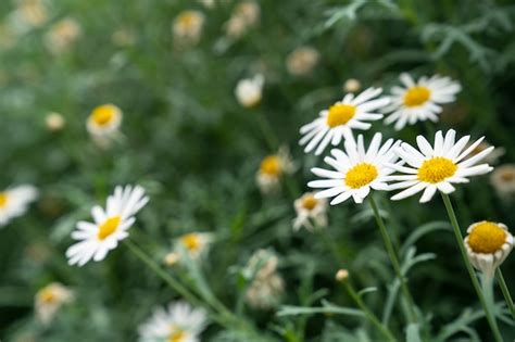 Premium Photo | Daisy flower blooming in the garden