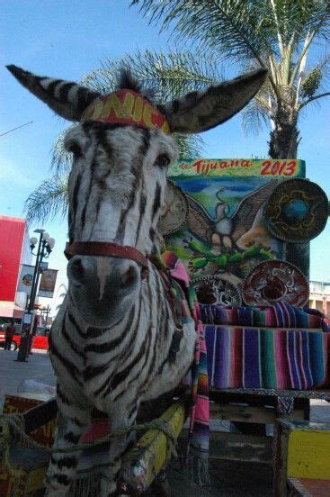 Tijuana Con Sus Burrox Caracteristicos En 2024 Tijuana Mexico Lindo