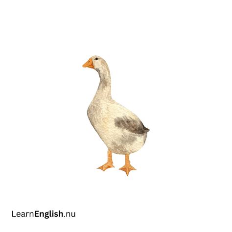 Farm animals vocabulary in English - learn english