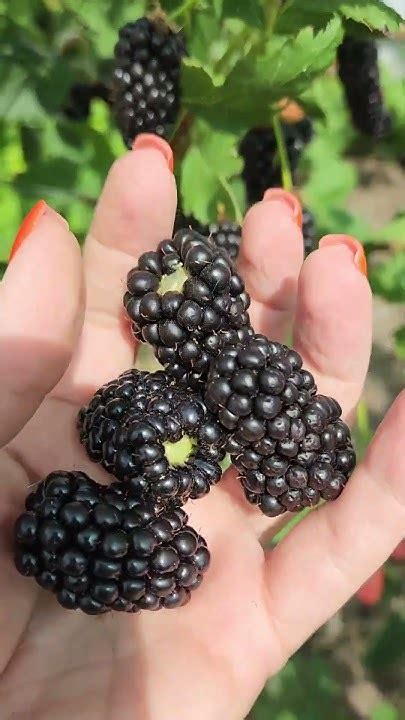 Ежевика, ранний сорт Натчез#shorts - YouTube