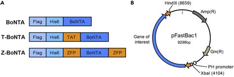 Production And Characterization Of Cell Penetrating Recombinant