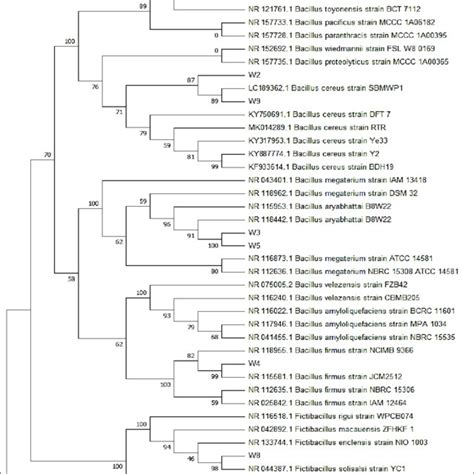 Phylogenetic Tree Of Bacillus Spp Isolates From Crk Soil Samples