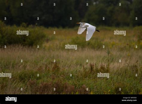 great white egret flying Stock Photo - Alamy