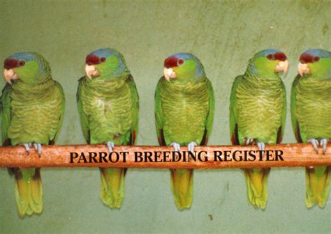 Parrot Breeding Register - ROSEMARY LOW