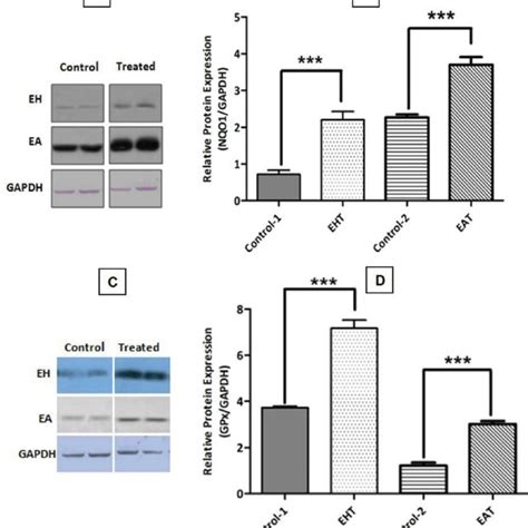 Effects Of Epilobium Hirsutum Eh And Ellagic Acid Ea Treatment On