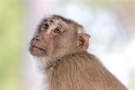 Researchers created hybrid monkeys from stem cells - Sciworthy