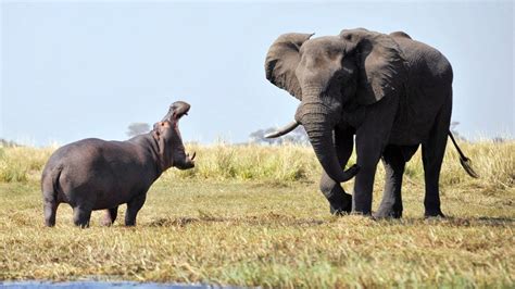 Elephant Vs Hippo