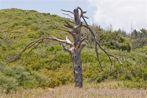 Fotos gratis árbol césped desierto rama planta madera flor