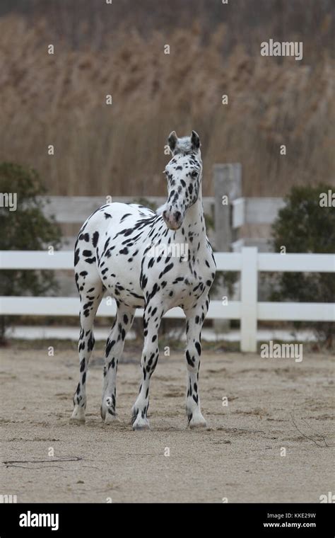 Friesian Colt High Resolution Stock Photography And Images Alamy