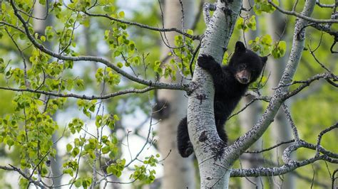 Fond Décran Des Arbres Paysage Feuilles Profondeur De Champ La